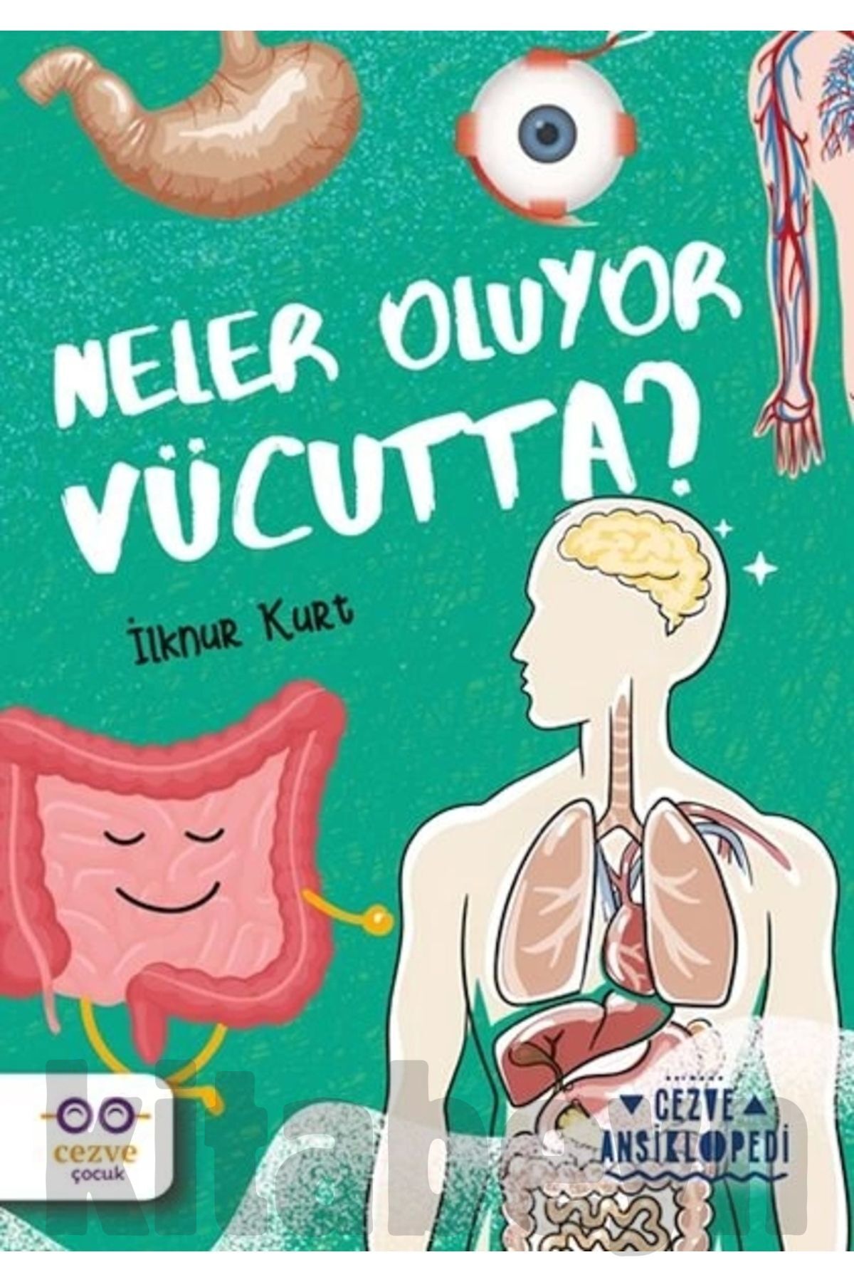 Neler Oluyor Vücutta ? - Cezve Ansiklopedi
